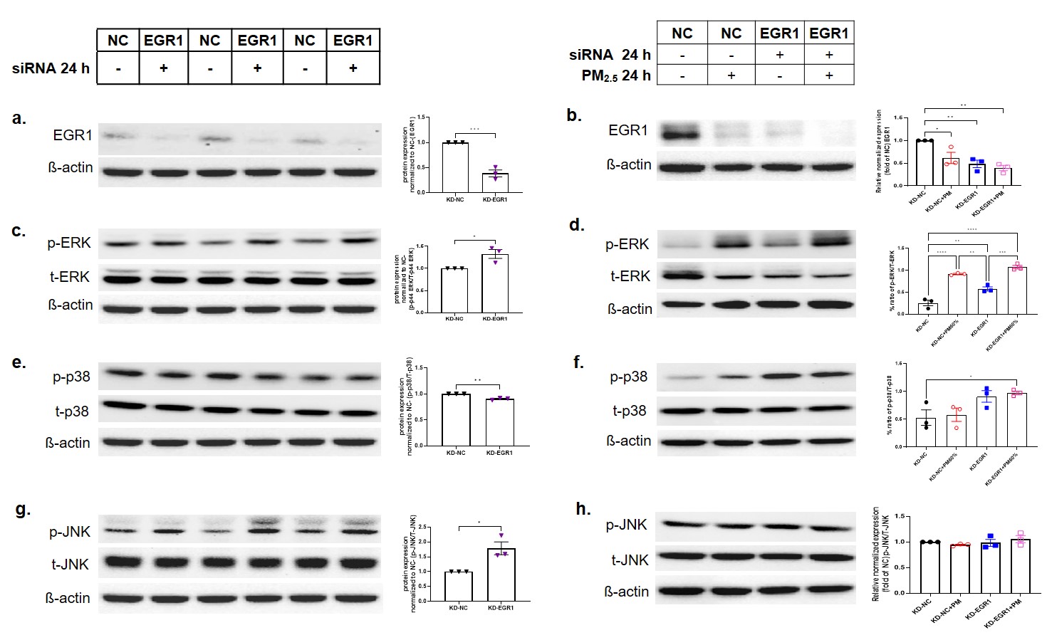 Fig 2.jpg